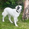 Panda - Gelassenes Gemüt sucht Garten