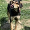 Zuzu sucht ein aktives Zuhause
