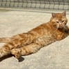 Rousseau