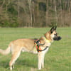 ODIN