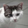 Pixel