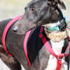 HARRISON, jeune et magnifique galgo