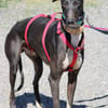 HARRISON, jeune et magnifique galgo