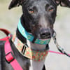 HARRISON, jeune et magnifique galgo