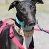 HARRISON, jeune et magnifique galgo