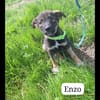 Suzanne/ enzo/ laila