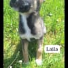 Suzanne/ enzo/ laila
