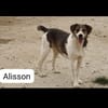 Alisson