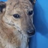 Simba