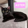 ASTER