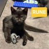 RUNE PEUT ÊTRE ADOPTÉE AVEC SA SOEUR/FRERE OU SÉPARÉMENT SI DÉJÀ UN CHAT PRÉSENT CHEZ VOUS