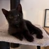 RUNE PEUT ÊTRE ADOPTÉE AVEC SA SOEUR/FRERE OU SÉPARÉMENT SI DÉJÀ UN CHAT PRÉSENT CHEZ VOUS