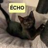 ÉCHO PEUT ÊTRE ADOPTÉE AVEC SA SOEUR/FRERE OU SÉPARÉMENT SI DÉJÀ UN CHAT PRÉSENT CHEZ VOUS