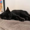 ÉCHO PEUT ÊTRE ADOPTÉE AVEC SA SOEUR/FRERE OU SÉPARÉMENT SI DÉJÀ UN CHAT PRÉSENT CHEZ VOUS