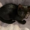 ÉCHO PEUT ÊTRE ADOPTÉE AVEC SA SOEUR/FRERE OU SÉPARÉMENT SI DÉJÀ UN CHAT PRÉSENT CHEZ VOUS