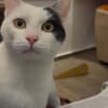 Hübscher Kater Pinki