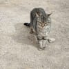 Sanfte, junge Katze Jasmine