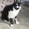 Süßer, älterer Kater Felix