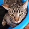 Sanftes Katzenmädchen Donatella