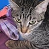 Sanftes Katzenmädchen Donatella