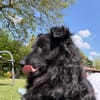 Koksi sucht seine Menschen🐾
