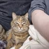 Hübsche, freundliche Katze Margaret