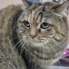 Hübsche, freundliche Katze Margaret