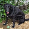 KARAM sucht Familienanschluss