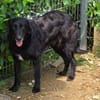 KARAM sucht Familienanschluss