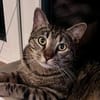 Junger Kater PEPPER sucht sein Zuhause!