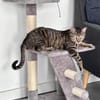 Junger Kater PEPPER sucht sein Zuhause!