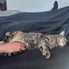 Junger Kater PEPPER sucht sein Zuhause!