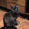 Sanfter Kater Merlin (1 Bein fehlt)