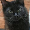 Sanfter Kater Merlin (1 Bein fehlt)