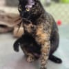 Hübsche, verspielte,Katze Mercedes