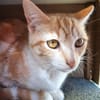 Sanftes Katzenmädchen Evora