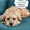 Filou 7 mon. 33 cm verm. Terrier havanes