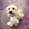 Filou 7 mon. 33 cm verm. Terrier havanes