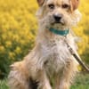Filou 7 mon. 33 cm verm. Terrier havanes