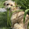 Filou 7 mon. 33 cm verm. Terrier havanes