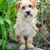 Filou 7 mon. 33 cm verm. Terrier havanes