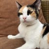 Liebe Katze Tanya