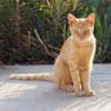 Hübscher Kater America