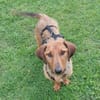 Schnuffel GEORGE