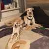 🦴✨ Treuer Begleiter Luke ✨🦴