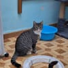 Freundlicher, schüchterner Kater Bowie