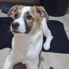 Roosevelt möchte adoptiert werden