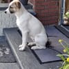 Roosevelt möchte adoptiert werden