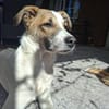 Roosevelt möchte adoptiert werden