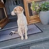Roosevelt möchte adoptiert werden